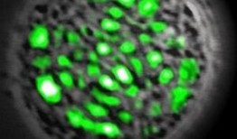 爆料绿蒜的研制过程视频,创新科技引领健康美食新潮流